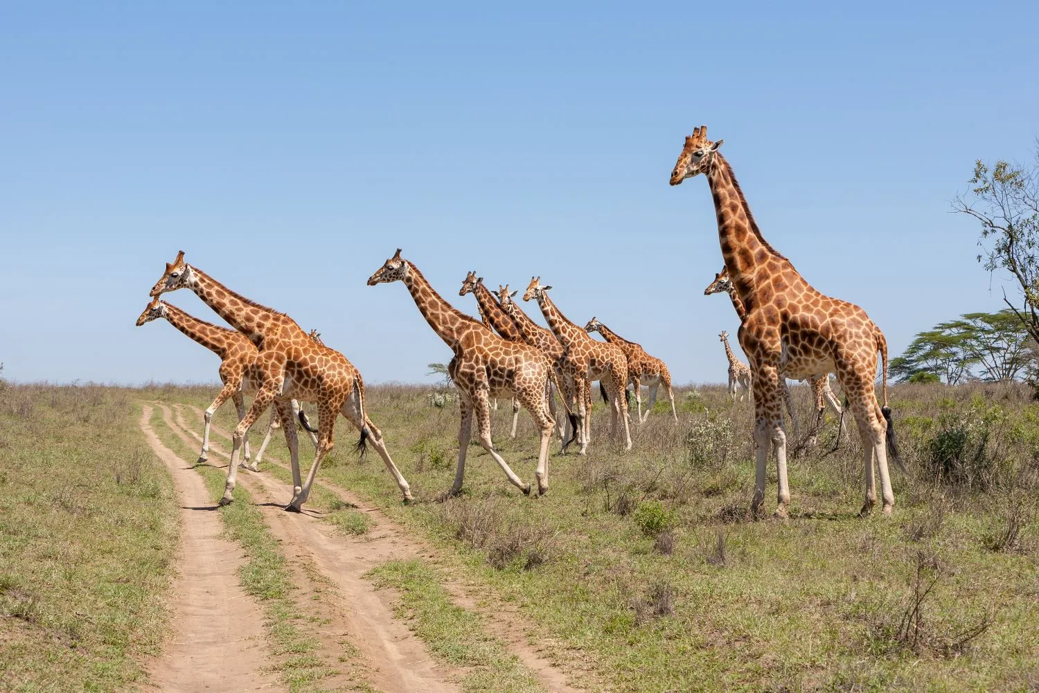 Giraffen-Zuid-Afrika